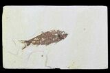 Detailed Fossil Fish (Knightia) - Wyoming #99232-1